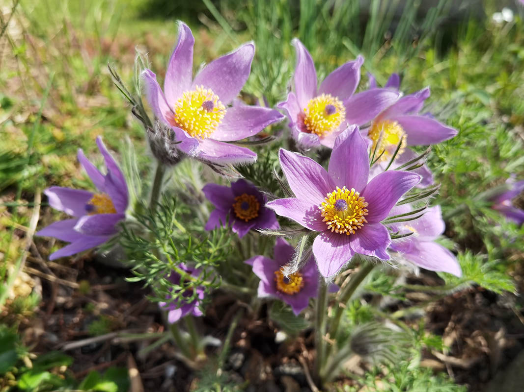 Pulsatilla vulgaris